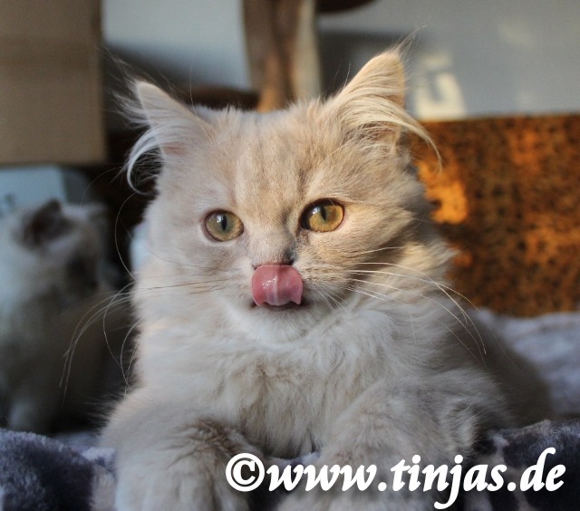 Britisch Langhaar Katzenbabys</A>